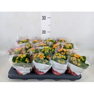 Kalanchoe blos. 'RosDon Pedro'