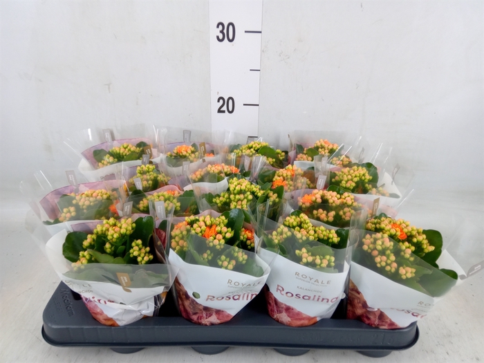<h4>Kalanchoe blos. 'RosDon Pedro'</h4>