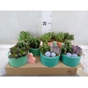 Arr.   Planten L%