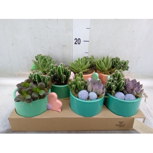 Arr.   Planten L%