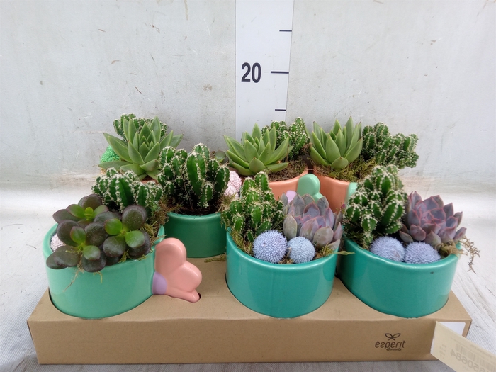 <h4>Arr.   Planten L%</h4>