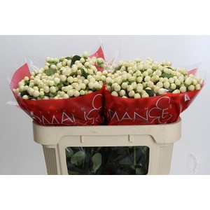 Hypericum Cool Romance