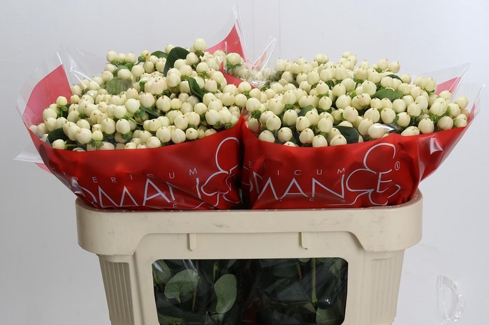 Hypericum Cool Romance