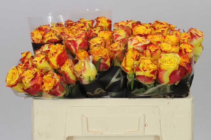 <h4>Rosa Gr Crimson Sky+</h4>