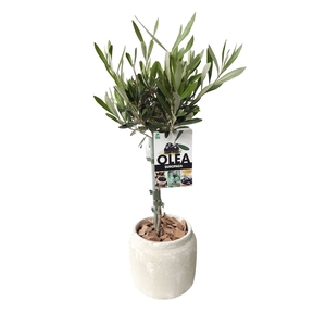 Arr.   Kamerplant Groen L%