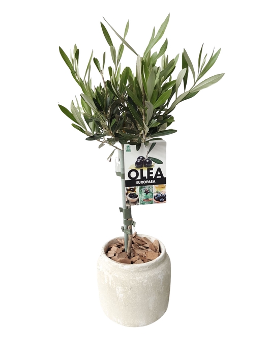 <h4>Arr.   Kamerplant Groen L%</h4>