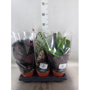 Calathea   ...mix