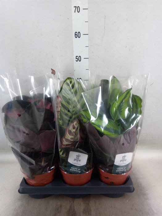 <h4>Calathea   ...mix</h4>