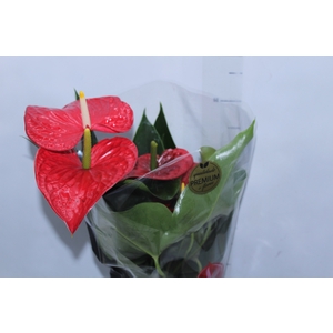 ANTHURIUM MICHIGAN P17 PREMIUM