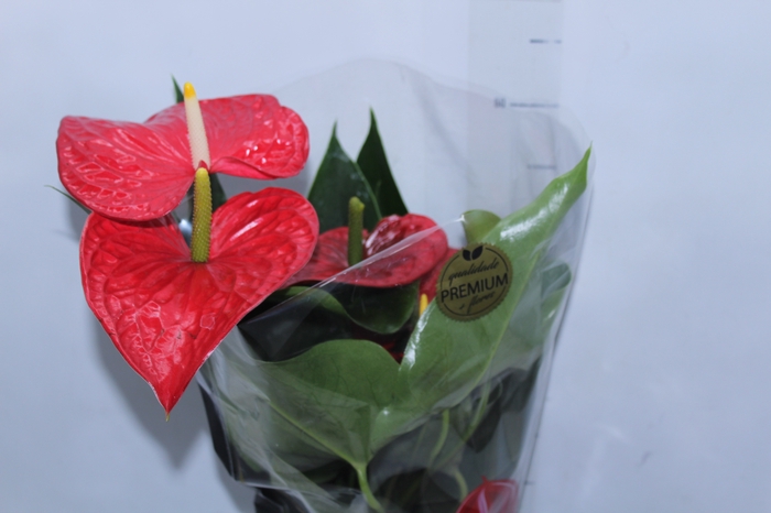 <h4>ANTHURIUM MICHIGAN P17 PREMIUM</h4>