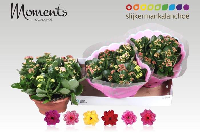 <h4>KAL GE GEM I POT</h4>