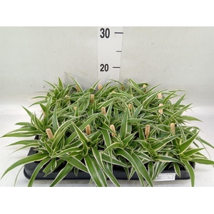 Chlorophytum com. 'Ocean'