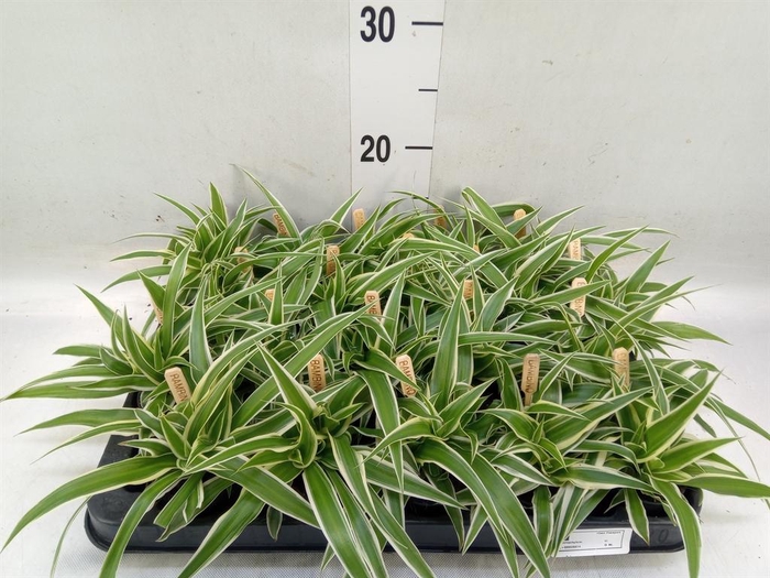 <h4>Chlorophytum com. 'Ocean'</h4>