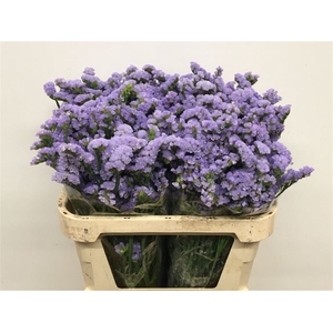 Limonium St Light Lavendel Birds X50