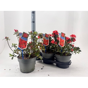 RHOD JA GEISHA ORANG