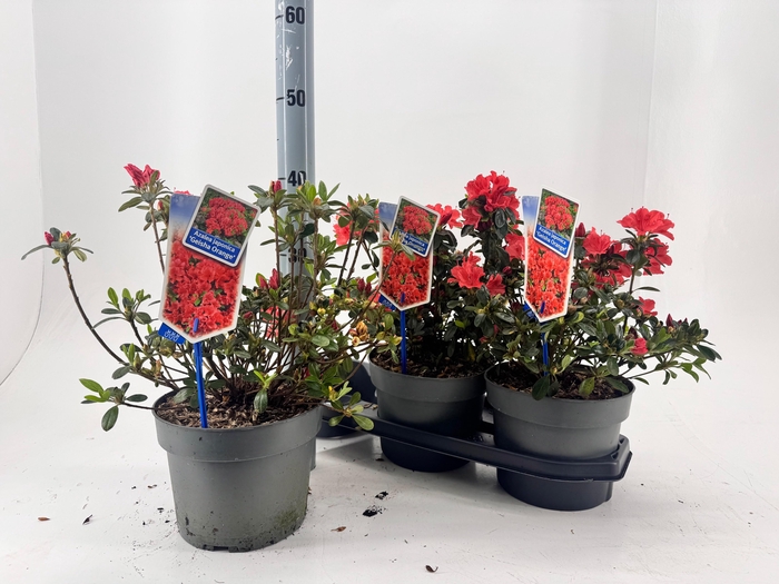 <h4>RHOD JA GEISHA ORANG</h4>