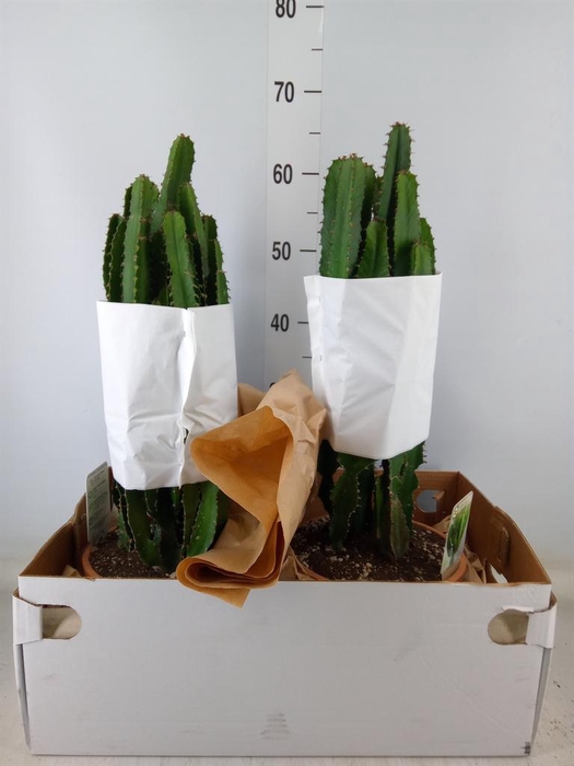 <h4>Euphorbia ...</h4>