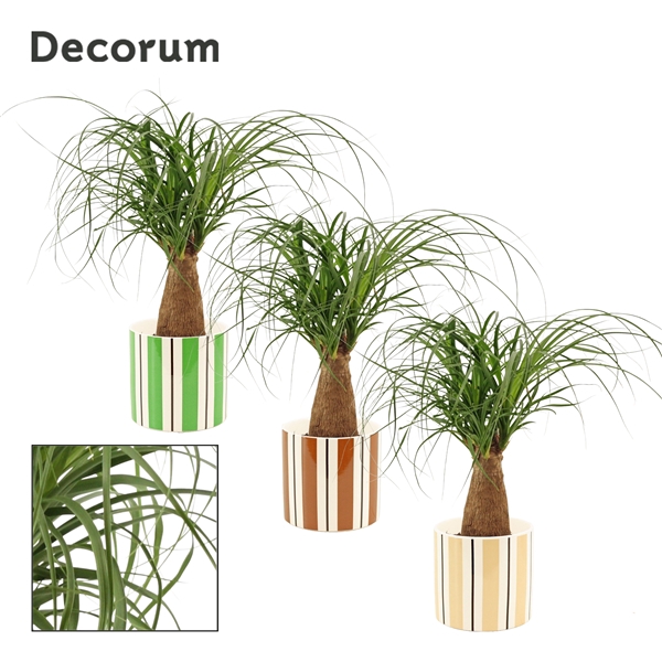 <h4>Beaucarnea recht 12 cm in Beau (Natural bubble-collection)</h4>