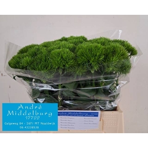 Di Barbatus Kiwi Cool Middelburg