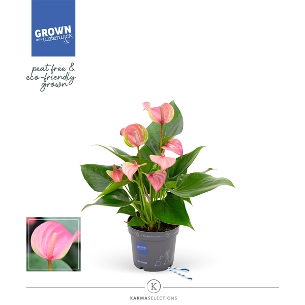 <h4>Mimesis Anthurium KARMA Joli - 9cm</h4>