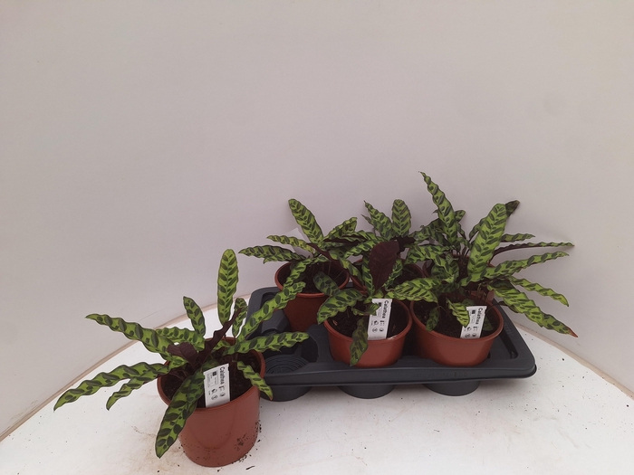 <h4>CALAT LANCIFOLIA</h4>