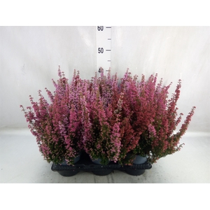 Erica gracilis   ...red