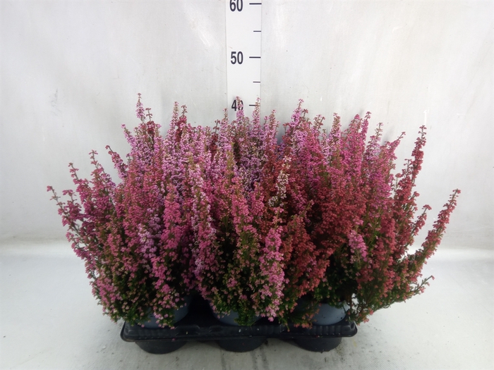 Erica gracilis   ...red