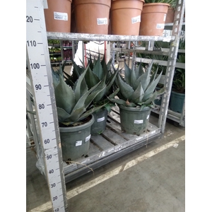 Agave   ...