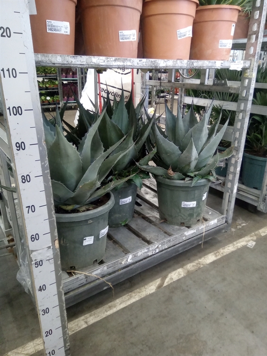 <h4>Agave   ...</h4>