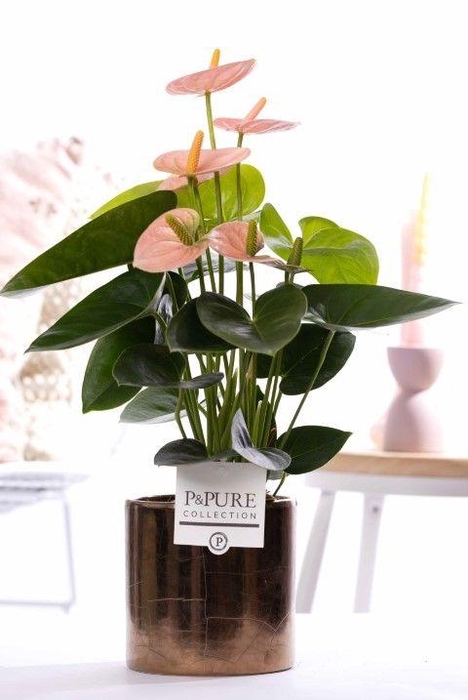 <h4>Anthurium pink (Spirit) in P&PURE Juliette gold bronze</h4>