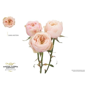 Rosa spray garden darlington