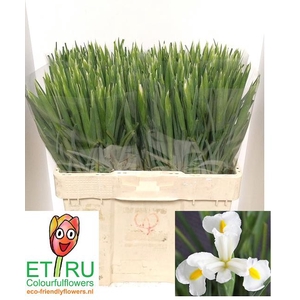 IRIS WHITE MAGIC