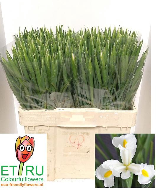 <h4>IRIS WHITE MAGIC</h4>