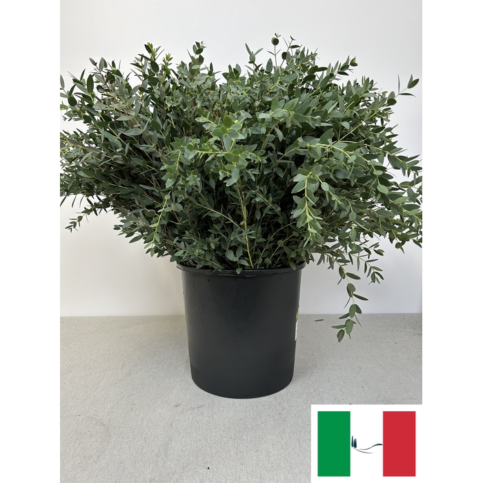 <h4>EUC PARVIFOLIA PB</h4>
