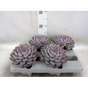 Echeveria  'Orion'