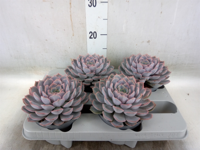 <h4>Echeveria  'Orion'</h4>