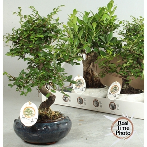 BONSAI GEM