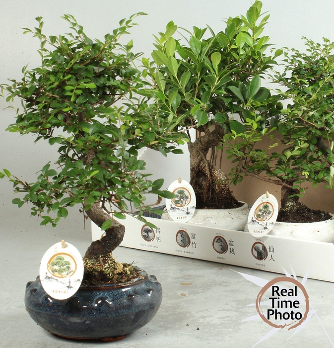 <h4>BONSAI GEM</h4>