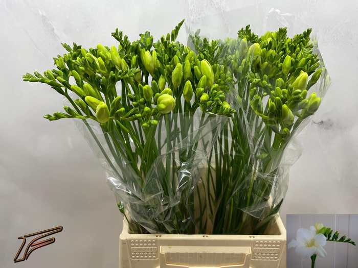 <h4>FR EN AMBIANCE</h4>