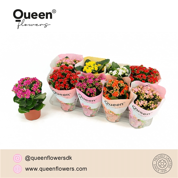 <h4>Kalanchoe Mix P12 Queen</h4>