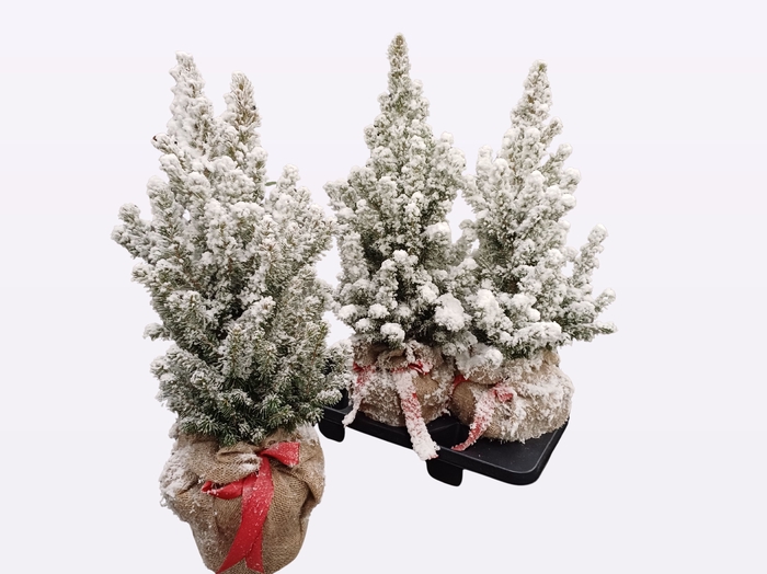 <h4>PICEA GL CONICA</h4>