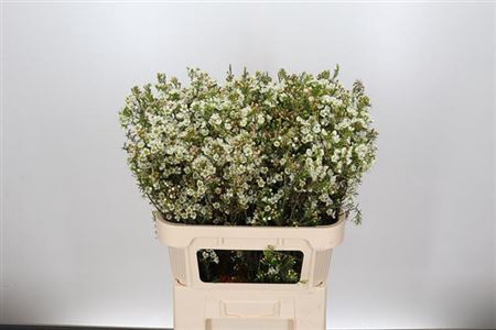 CHAME CRYSTAL PEARL
