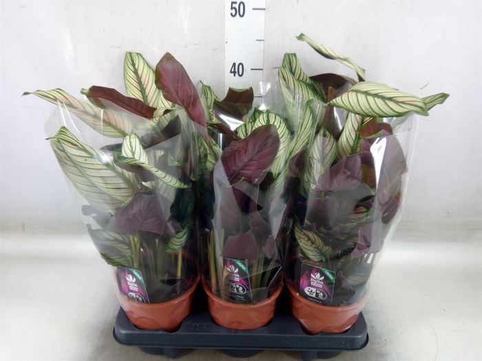 <h4>Calathea majestica 'Whitestar'</h4>