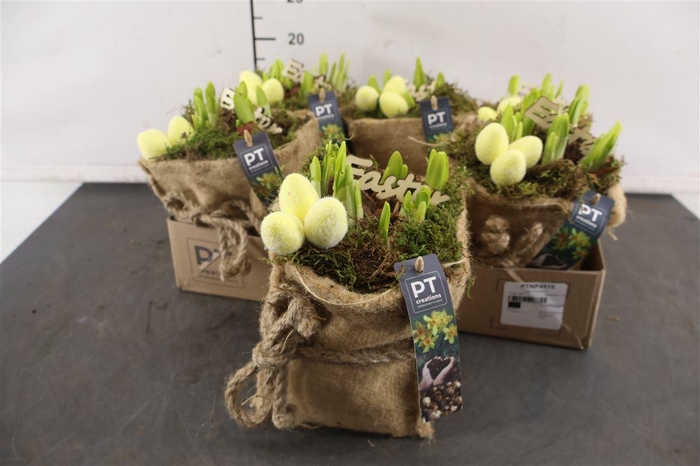 <h4>* Arr Ptnp4510 Jute Zak & Narcis Tete A Tete</h4>