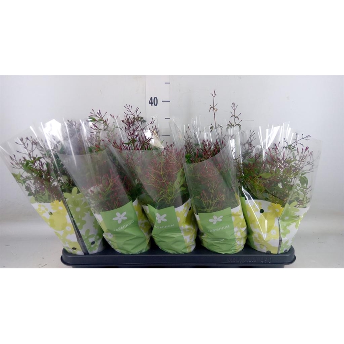 <h4>Jasminum polyanthum   ...rose</h4>