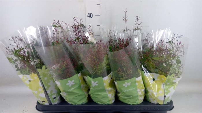 <h4>Jasminum polyanthum ...rose</h4>