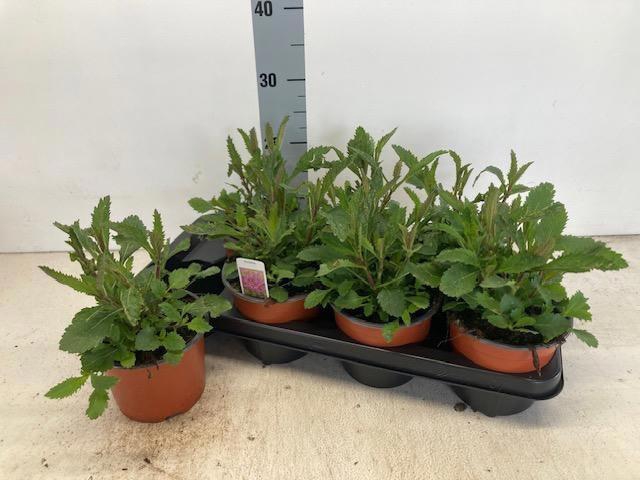 <h4>VERBE BONARIENSIS</h4>