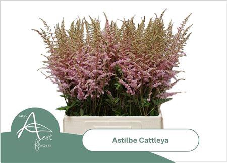 <h4>Astil Ar Cattleya</h4>