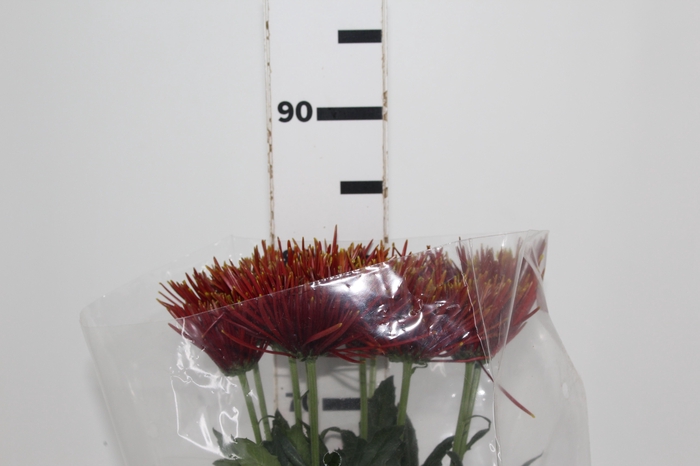 <h4>ANASTASIA CIPRIA 080 CM LILAS</h4>