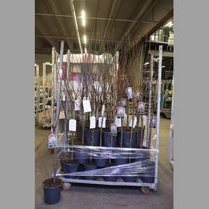 Prunus Triloba Vertakt Op Stam